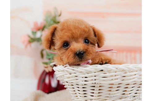 成約済の神奈川県のタイニープードル-314535の9枚目