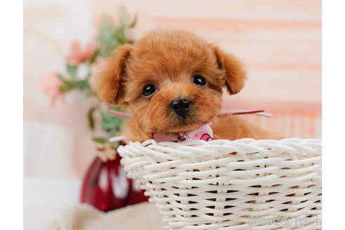 成約済の神奈川県のタイニープードル-314535の10枚目