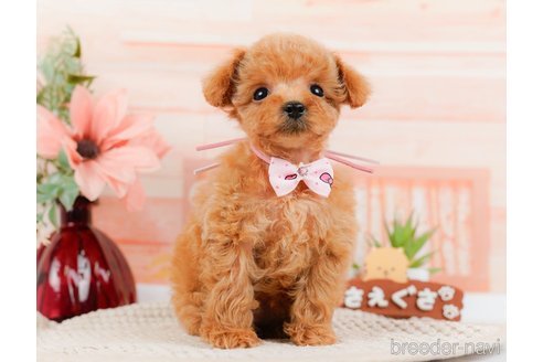 成約済の神奈川県のタイニープードル-314535の11枚目