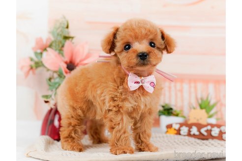 成約済の神奈川県のタイニープードル-314535の1枚目