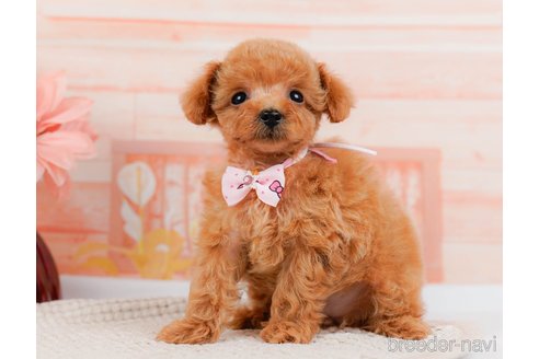 成約済の神奈川県のタイニープードル-314535の2枚目