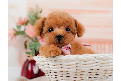 成約済の神奈川県のタイニープードル-314535の4枚目