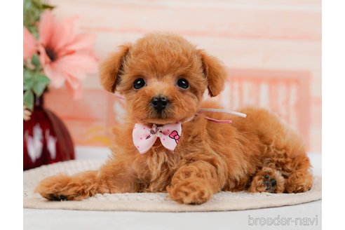 成約済の神奈川県のタイニープードル-314535の3枚目