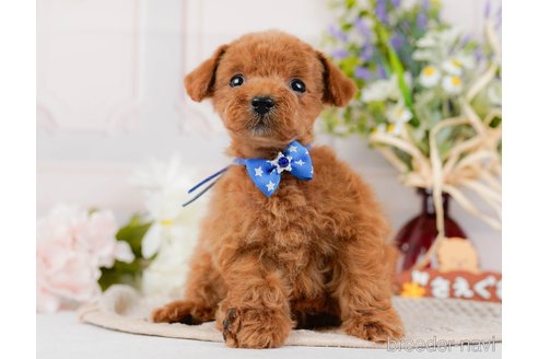 成約済の神奈川県のタイニープードル-314536の10枚目