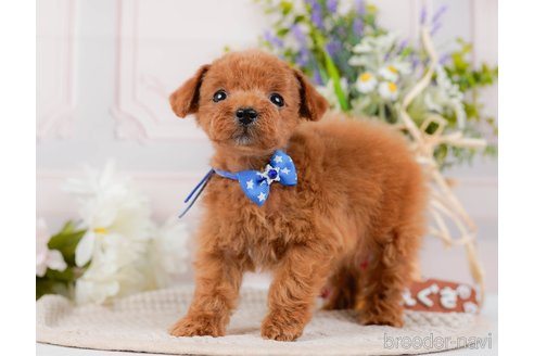 成約済の神奈川県のタイニープードル-314536の5枚目