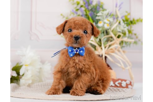 成約済の神奈川県のタイニープードル-314536の7枚目