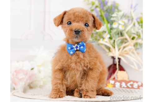 成約済の神奈川県のタイニープードル-314536の8枚目