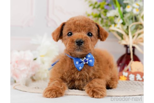 成約済の神奈川県のタイニープードル-314536の1枚目