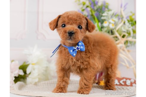 成約済の神奈川県のタイニープードル-314536の2枚目