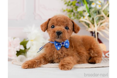 成約済の神奈川県のタイニープードル-314536の3枚目