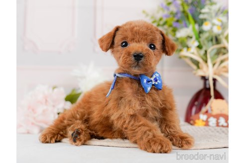 成約済の神奈川県のタイニープードル-314536の4枚目