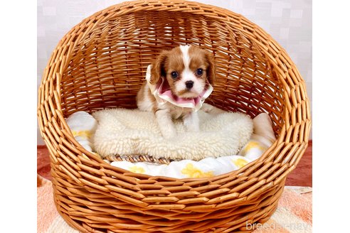 成約済の埼玉県のキャバリアキングチャールズスパニエル-309121の1枚目