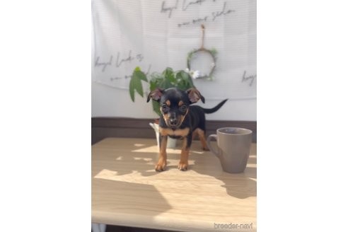 成約済の福岡県のミックス犬-306828の2枚目