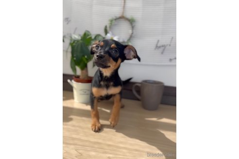 成約済の福岡県のミックス犬-306828の4枚目