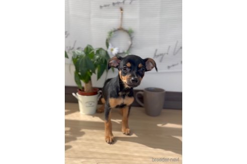 成約済の福岡県のミックス犬-306828の5枚目