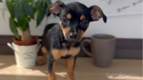 成約済の福岡県のミックス犬-306828