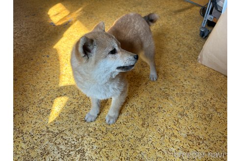 成約済の大分県の豆柴-293147の1枚目