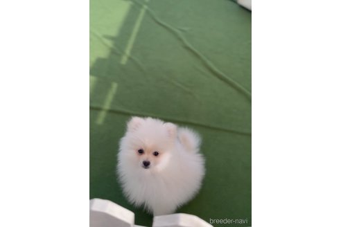 成約済の福岡県のポメラニアン-306362の3枚目