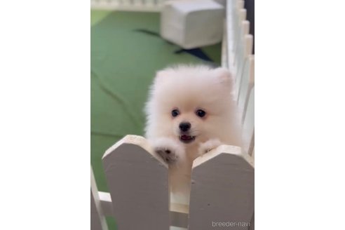 成約済の福岡県のポメラニアン-306362の4枚目