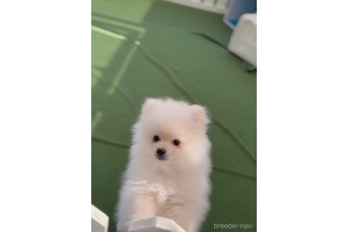 成約済の福岡県のポメラニアン-306362の5枚目