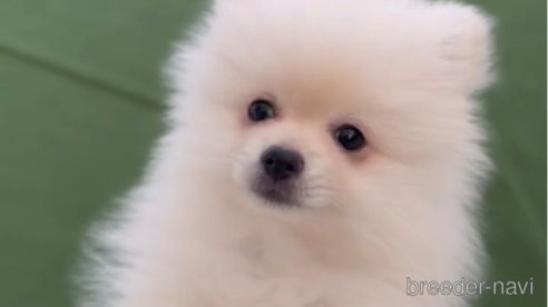 成約済の福岡県のポメラニアン-306362の1枚目