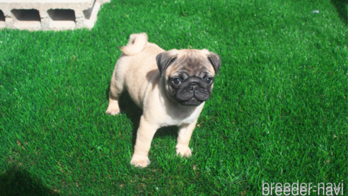 子犬