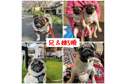 商談中の大分県のパグ-314547の2枚目