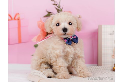 成約済の神奈川県のタイニープードル-314549の17枚目