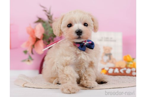 成約済の神奈川県のタイニープードル-314549の16枚目