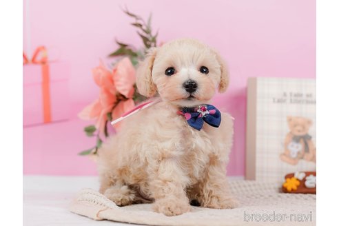 成約済の神奈川県のタイニープードル-314549の15枚目