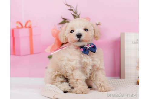 成約済の神奈川県のタイニープードル-314549の13枚目