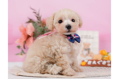 成約済の神奈川県のタイニープードル-314549の12枚目