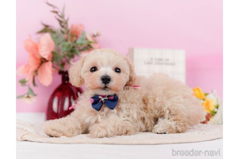 成約済の神奈川県のタイニープードル-314549の10枚目