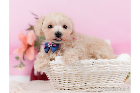 成約済の神奈川県のタイニープードル-314549の9枚目