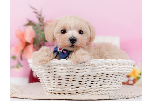 成約済の神奈川県のタイニープードル-314549の8枚目