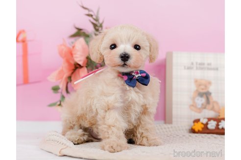 成約済の神奈川県のタイニープードル-314549の5枚目