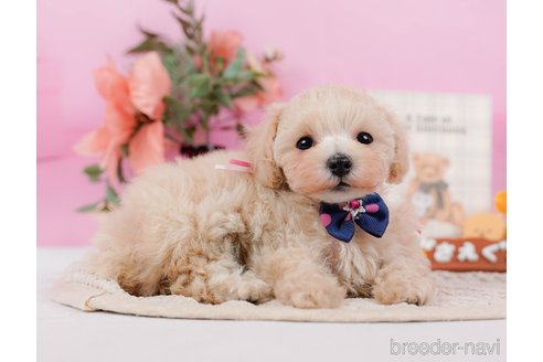 成約済の神奈川県のタイニープードル-314549の4枚目