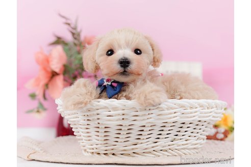 成約済の神奈川県のタイニープードル-314549の2枚目