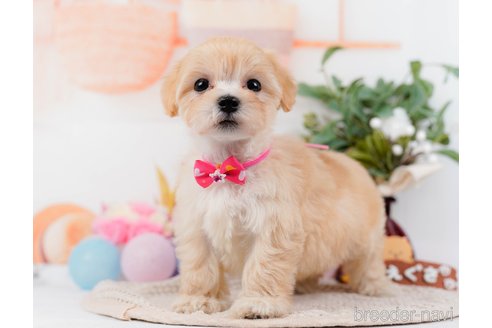 成約済の神奈川県のマルプー:マルチーズ×トイプードル-314552の9枚目