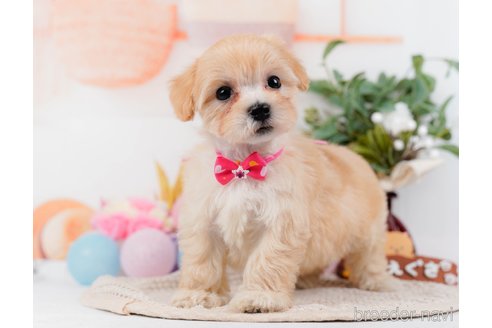 成約済の神奈川県のマルプー:マルチーズ×トイプードル-314552の10枚目