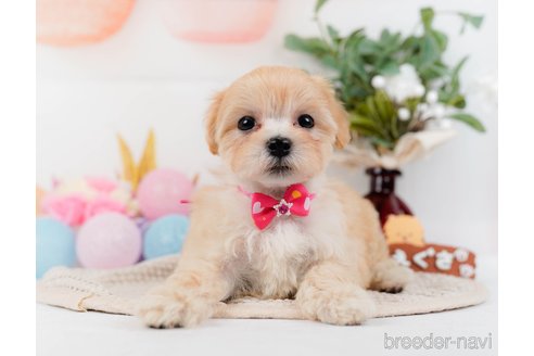 成約済の神奈川県のマルプー:マルチーズ×トイプードル-314552の11枚目