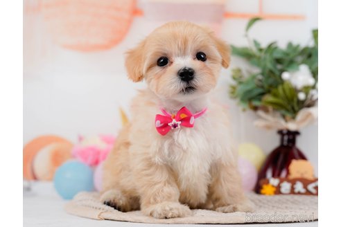 成約済の神奈川県のマルプー:マルチーズ×トイプードル-314552の12枚目