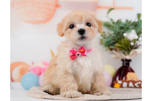 成約済の神奈川県のマルプー:マルチーズ×トイプードル-314552の1枚目