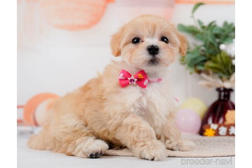 成約済の神奈川県のマルプー:マルチーズ×トイプードル-314552の5枚目