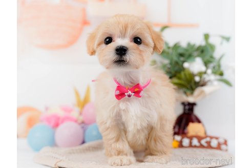 成約済の神奈川県のマルプー:マルチーズ×トイプードル-314552の7枚目