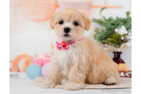 成約済の神奈川県のマルプー:マルチーズ×トイプードル-314552の2枚目