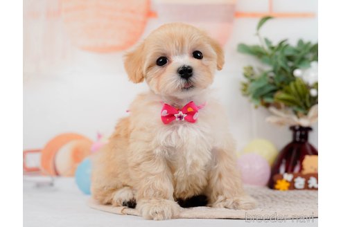 成約済の神奈川県のマルプー:マルチーズ×トイプードル-314552の3枚目