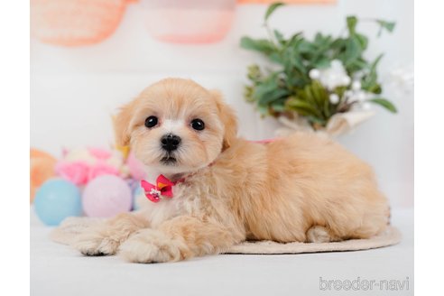 成約済の神奈川県のマルプー:マルチーズ×トイプードル-314552の4枚目