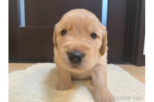 成約済の神奈川県のゴールデンレトリーバー-309880の3枚目