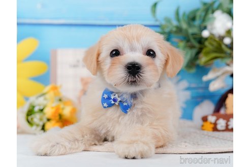 成約済の神奈川県のマルプー:マルチーズ×トイプードル-314554の8枚目